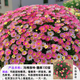 瑪格麗特盆栽帶花大苗室外陽臺庭院小雛菊糖果蜜糖四季花卉植物 瑪格麗特【小花糖果-150】