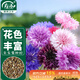 壽禾 矢車(chē)菊花種子苗四季種植花卉種籽 濰育壽藝矢車(chē)菊種子5000粒