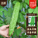 北蔬 苦瓜種子種苗油綠肉厚腔小蔬菜種籽 北蔬綠秀苦瓜種子20粒
