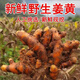 新鮮野生姜黃新鮮小黃姜紅姜現(xiàn)挖用黃姜產(chǎn)后調(diào)節(jié)月子咖喱姜500克 5斤