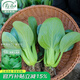 壽禾 上海青油菜種子秋冬季蔬菜菜籽 濰豐高柳上海青種子25g