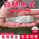 批發(fā)白鰱魚(yú)苗鰱鳙水鰱跳鰱鰱子扁魚(yú)苗花鰱魚(yú)苗淡水魚(yú)苗活體草魚(yú)鯽魚(yú)鯉魚(yú)四大家魚(yú)苗 6-8cm白鰱 30條