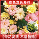 臨雅長(cháng)壽花盆栽重瓣金狐貍大花新品多肉植物室內花卉綠植陽(yáng)臺四季開(kāi)花 變色龍長(cháng)壽花【帶花發(fā)貨】