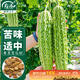 壽禾 苦瓜種子種苗油綠微苦菜瓜秋季蔬菜種籽 濰育壽苦1號苦瓜種子10g