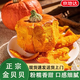 京地達山東金貝貝南瓜香甜粉糯南瓜凈含量4.5斤源頭直發(fā)包郵