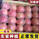 徐州豐縣大沙河紅富士新鮮蘋(píng)果10斤特級脆甜野生水果冰糖心丑萍果 凈重9斤 大果 泡沫箱 18個(gè)左右