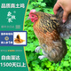 森牧農(nóng)散養(yǎng)老母雞農(nóng)戶柴雞現(xiàn)殺農(nóng)村笨雞土雞煲湯黃油母雞走地雞5年柴雞 3.7-4斤