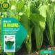 京研白菜種子四季快菜速生青梗紫小白菜家庭陽(yáng)臺(tái)易種農(nóng)科院蔬菜種籽孑 京研綠快2號(hào) 50克
