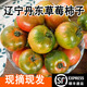 味小仙【順豐】遼寧丹東草莓柿子 鐵皮柿子綠腚油柿子西紅柿番茄蔬菜 5斤