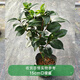 海蒂的花園茶花十八學(xué)士五色赤丹盆栽山茶花樹(shù)苗香妃秋冬花卉多季開(kāi)花茶花 茶花十八學(xué)士15cm盆