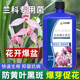 蘭靈王蘭花專(zhuān)用肥料多箭促芽催花君子蘭EM菌蘭陵王蘭花專(zhuān)用營(yíng)養液 500ml*5瓶【活化土壤】
