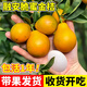呆果丁融安脆蜜金桔樹(shù)樹(shù)苗四季廣西脆皮可食用果樹(shù)橘子樹(shù)盆栽陽(yáng)臺水果苗 純甜脆蜜金桔4年苗帶土發(fā)貨（當年即可結果 ）