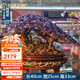伯莎丹頓發(fā)財樹黃水晶擺件開業(yè)賀禮前臺家居客廳裝飾品電視柜招財搖錢樹 （聚緣）天然紫水晶_招財進寶 （帶燈）