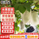 花沃里水果套袋100個(gè)高檔無(wú)紡布防鳥(niǎo)防蟲(chóng)網(wǎng)袋葡萄套袋收納防塵袋透氣網(wǎng)