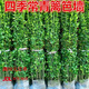 暮青北海道冬青苗冬青樹(shù)苗四季常青耐寒庭院綠籬樹(shù)苗圍墻籬笆植物 北海道黃楊1.3-1.6米 10棵