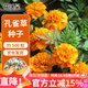 花沃里孔雀草種子約500粒 花卉種子四季花種子家庭盆栽土陽(yáng)臺庭院花壇種