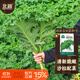 北蔬 羽衣甘藍種子苗四季盆栽陽(yáng)臺種耐寒菜種籽 綠羽衣甘藍種子100粒