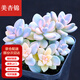 墨一【送貨上門】多肉植物帶盆大顆多肉植物盆栽組合辦公室內(nèi)桌面花卉 美杏錦+塑料簡易盆栽好 帶盆栽好