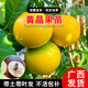 君揚(yáng)黃晶果苗 黃金果四季結(jié)果 冬蜜 白晶黃晶果 雅美果亞美果帶土帶葉 黃晶果種子苗60-80CM高