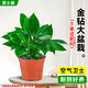 開(kāi)時(shí)果 大盆金鉆綠公主盆栽 水培綠植室內好養大葉綠蘿植物源頭直發(fā)包郵 【小苗】金鉆1盆/20-30cm-原生袋/不含盆