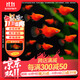 百綸木千米奇魚(yú)觀(guān)賞魚(yú) 胎生魚(yú) 新手推薦 好養活 小型魚(yú)  運輸包損包郵 大米奇5條（3cm左右）公母混搭