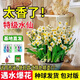 行湘水仙花種球水培花卉漳州水仙大球4個(gè)(周長(cháng)18-22cm)不含盆源頭直發(fā)