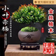 室內小葉赤楠盆景金絲楠木老樁盆栽苗辦公花卉桌面小綠植四季好養 精品小葉赤楠+冰裂釉陶盤(pán)+底托+苔蘚