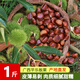 2025年新貨桂林板栗油栗生栗子新鮮毛栗子大粒粟子特產(chǎn)生鮮 粉糯香甜 顆顆大果 1斤
