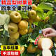 梨樹(shù)果苗當年結果正宗嫁接秋月梨翠冠梨南北方種植盆栽地栽梨子樹(shù) 5年大苗/品種備注 81cm(含)-110cm(含)