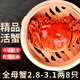 【活蟹】絕對鮮森大閘蟹特大鮮活螃蟹全母蟹現貨中秋送禮湖蟹河蟹 精選大閘蟹*全母蟹2.8-3.1兩8只