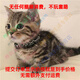 現(xiàn)貨貓咪活體中華田園貓真貓寵物貓橘貓貍貓黑貓幼崽可愛捕鼠小貓 田園級(jí) 捕鼠高手貍花貓 公