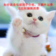 旺園興貓咪幼崽活體小奶貓真貓活貓橘貓黑貓白貓奶牛貓橘白貓中華田園貓 田園級 活潑的小白貓 公母備注
