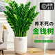 嘆為觀(guān)止大型盆栽金錢(qián)榕百合竹金錢(qián)樹(shù)發(fā)財樹(shù)清香木辦公室內落地款中型植物 金錢(qián)樹(shù)【95-1.1米】 含盆