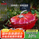 琺寶（staub）法國進口琺瑯平底無涂層鑄鐵雙耳燉鍋25cm番茄鍋櫻桃紅 40511-774