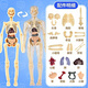 元族兒童早教玩具初中生物模型骨骼構造人體生命科學(xué)醫學(xué)器官解剖認知 全透明人體模型（袋裝）