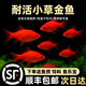 仟蕓草金魚(yú)招財紅魚(yú)順豐淡水好養易活冷水魚(yú)苗觀(guān)賞魚(yú)活魚(yú)金魚(yú)耐活錦鯉 順豐次日達-3-5cm草金5條+魚(yú)糧+撈網(wǎng)