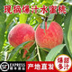 山東肥城水蜜桃新鮮毛桃子水果應季肥桃脆甜當季秦安水蜜桃禮盒裝 3斤