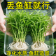森悠（SARYOR）水草南美青竹魚(yú)缸造景專(zhuān)用制氧凈化水質(zhì)水培植物和魚(yú)共養免種免砂 南美青竹坨草1個(gè)【造景好養 自帶營(yíng)養泥坨】