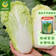 鳳鳴雅世 玲瓏黃娃娃菜種子黃心黃葉白菜四季播高山娃娃菜種籽蔬菜陽臺 春秋貝貝娃娃菜種子10克