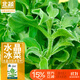 北蔬 冰菜種子苗水晶冰草陽(yáng)臺種盆栽四季蔬菜種籽 水晶冰菜種子1000粒