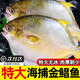 勛勛之海金鯧魚新鮮冷凍特大鯧鳊魚金昌魚海魚鮮活海鮮平魚白鯧冰鮮銀鯧魚 2條裝【500g*2條】