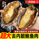 北海灣 鮑魚(yú)肉 鮮活冷凍去牙去殼新鮮活鮑現剝去內臟火鍋海鮮水產(chǎn)凈重 40-50只/斤 500g