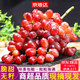 京地達西昌克倫生無(wú)籽紅提 凈重3斤 無(wú)籽紅提新鮮葡萄馬奶源頭直發(fā)包郵