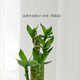 樹(shù)上花開(kāi)室內桌面觀(guān)葉盆栽節節高富貴竹幸運竹植物 客廳 招財凈化空氣 富貴竹12-15CM+簡(jiǎn)易盆