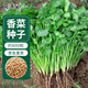 花沃里香菜種子約800粒 調(diào)味菜四季蔬菜種子大全陽臺(tái)盆栽/庭院田間種籽