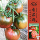 壽禾草莓番茄種子苗綠肩西紅柿蔬菜種籽 濰豐貝雷塔草莓番茄種子25粒