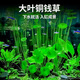 精品水草種子家用創(chuàng  )意魚(yú)缸玻璃瓶四季造景銅錢(qián)草小型水培速生裝飾 銅錢(qián)草種子一包約100粒
