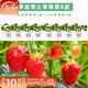 壽禾草莓苗帶土發(fā)貨大苗壽禾苗場(chǎng)四季帶盆栽好秋冬季批發(fā)奶油秧苗 （小白4盆+奶油4盆）草莓苗8盆