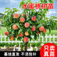 君揚廣西水蜜桃 鷹嘴桃果樹(shù)苗陽(yáng)臺盆栽地栽桃子樹(shù)南北方種植當年結果 水蜜桃一年苗30-40cm高
