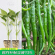 壽禾辣椒苗子大全小米椒秋冬季蔬菜苗壽光秧苗帶土盆栽陽(yáng)臺菜苗子 線(xiàn)椒苗6棵